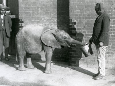 Jonge Afrikaanse olifant Kiberenge wordt gevoerd door Darisha terwijl Syed Ali toekijkt op de achtergrond, London Zoo, september 1923 door Frederick William Bond